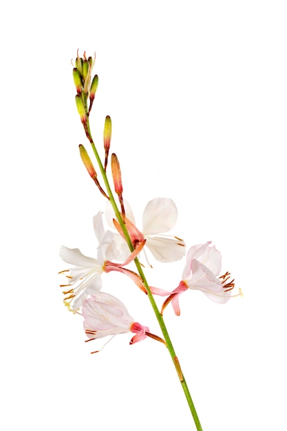 Gaura isoliert