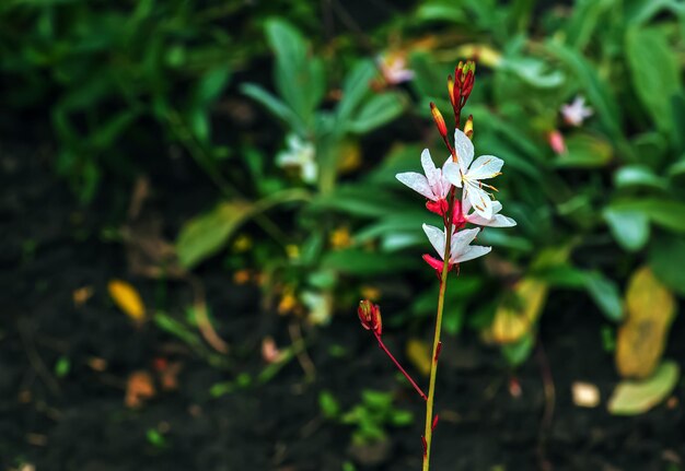 Gaura lindheimeri ou flores de borboletas giratórias vistas de perto no verão no jardim