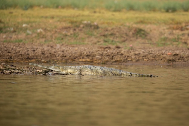 Gavial indiano em seu habitat natural