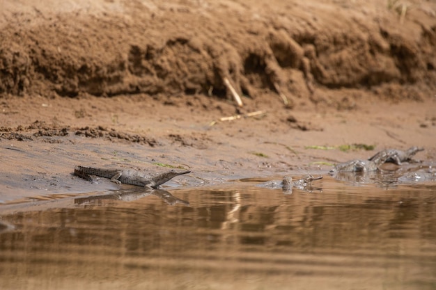 Gavial indiano em seu habitat natural