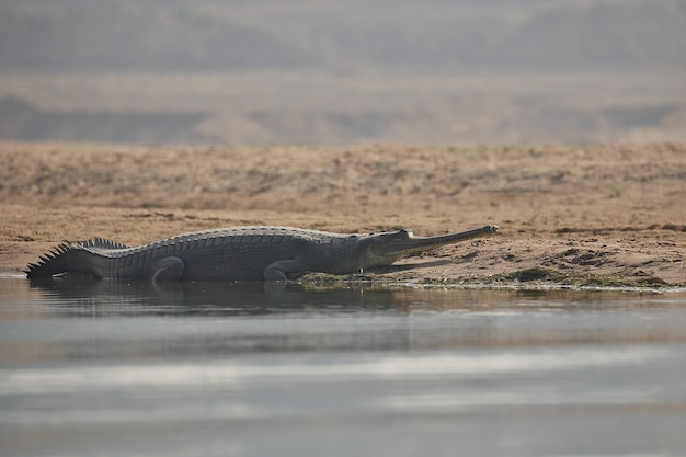 Gavial indiano no santuário natural do rio chambal