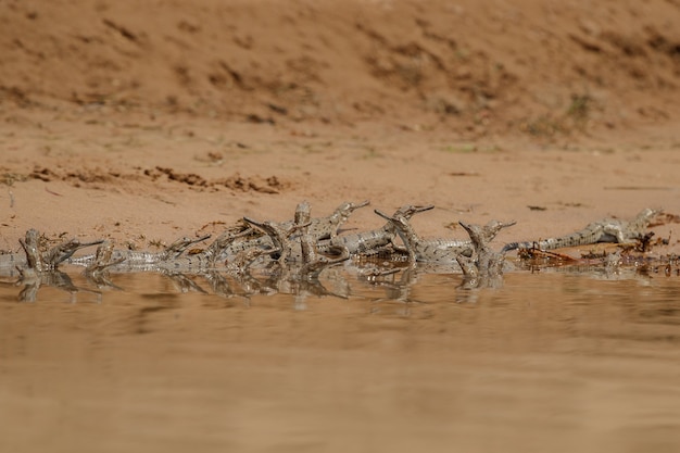 Gavial indio en el hábitat natural santuario del río chambal