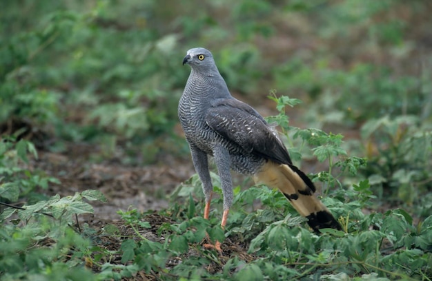 Gavião-guindaste Geranospiza caerulescens Pantanal Brasil América do Sul