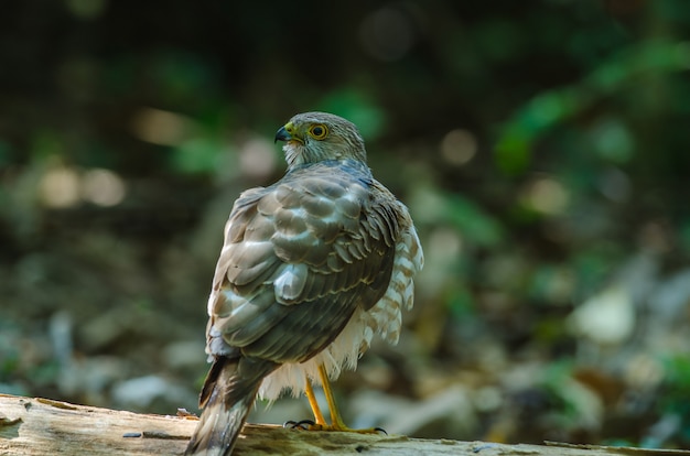 Gavilán de Besra (Accipiter virgatus fuscipectus)