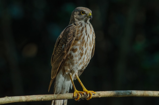 Gavilán de Besra (Accipiter virgatus fuscipectus)