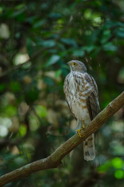 Gavilán de Besra (Accipiter virgatus fuscipectus)