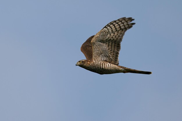 Gavilán euroasiático Accipiter nisus