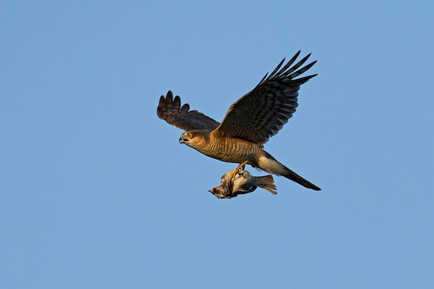 Gavilán euroasiático Accipiter nisus