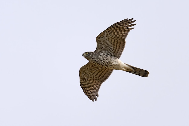 Gavilán euroasiático Accipiter nisus