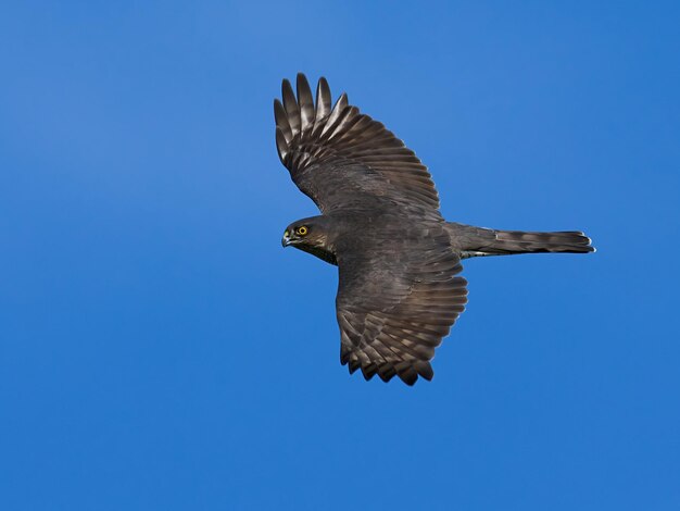 Gavilán euroasiático Accipiter nisus