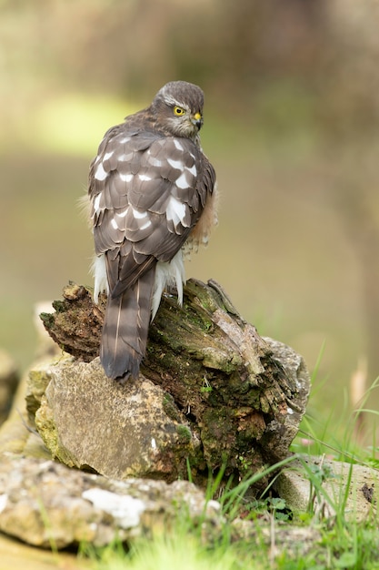 Gavilán euroasiático hembra adulta con las últimas luces de la tarde de un día de invierno en un estanque natural en un bosque de pinos