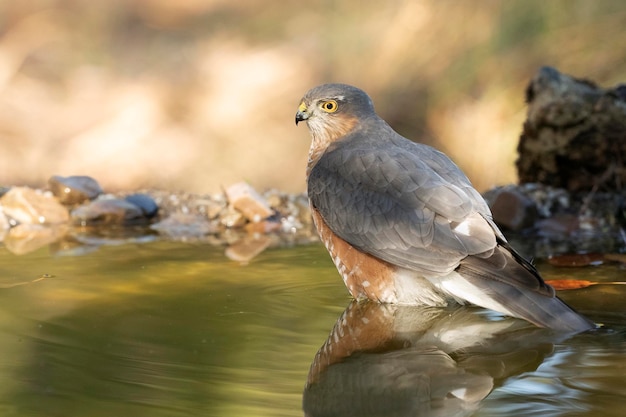 Gavilán euroasiático macho adulto bañándose en un punto de agua natural en un bosque de robles y pinos