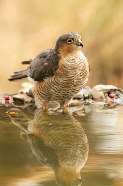 Gavilán euroasiático macho adulto en un punto de agua en un bosque mediterráneo en la última luz