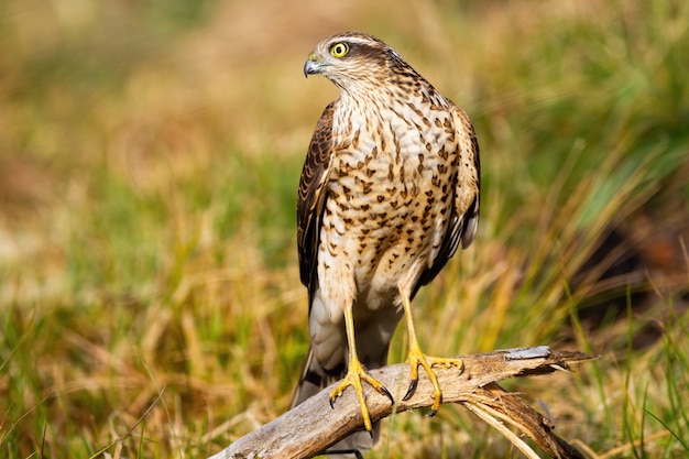 Gavilán euroasiático mirando a un lado en la naturaleza