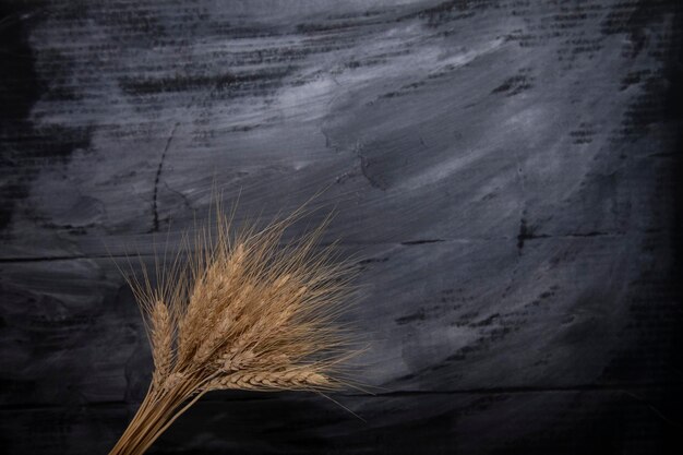 Gavilla de espigas de trigo aisladas sobre fondo negro