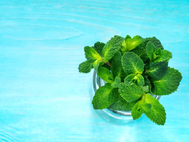 Gavilla de hoja de menta fresca sobre fondo azul. Vista superior o endecha plana. Copia espacio