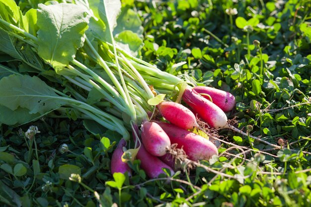 Gavilla rojiza roja fresca sobre la hierba verde