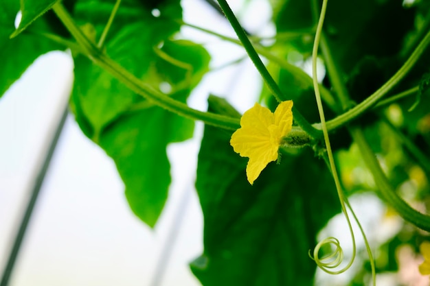 Gavinhas de flores e frutos de pepinos crescendo em uma estufa