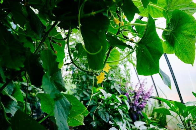 Gavinhas de flores e frutos de pepinos crescendo em uma estufa