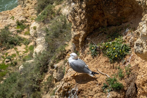 Gaviota en acantilado