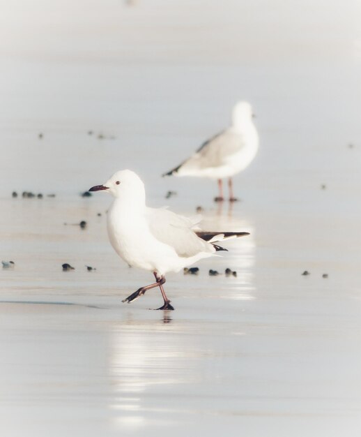 Foto la gaviota en el agua