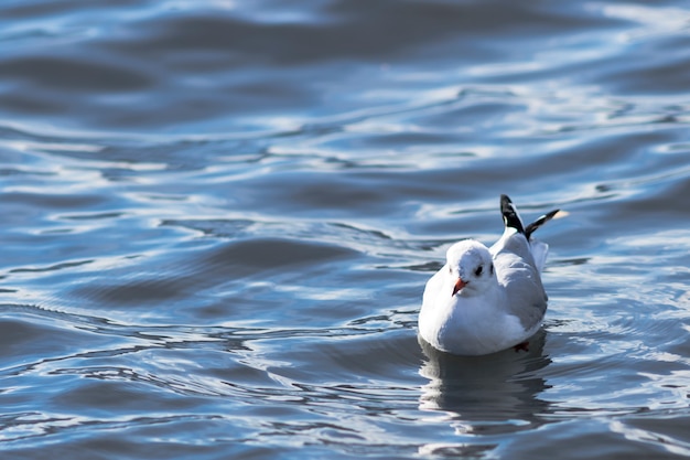 Una gaviota en el agua