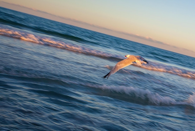 Gaviota al atardecer en la playa de Can Picafort, Mallorca