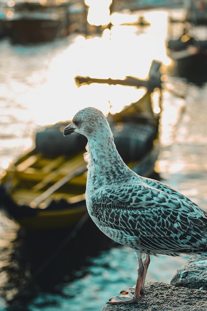 Gaviota al margen del río Duero en Ribeira do Porto con un barco rebelo al fondo.