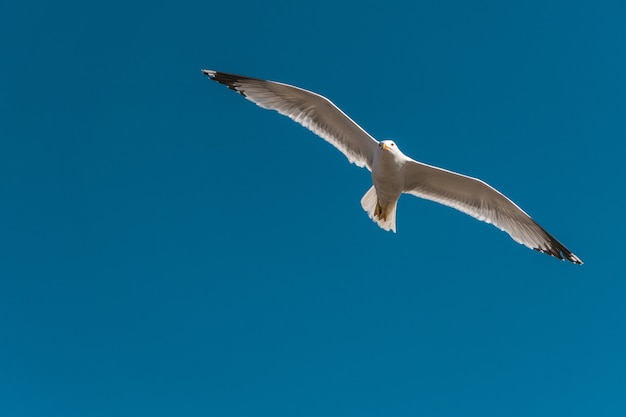 Gaviota con alas grandes volando en el cielo azul