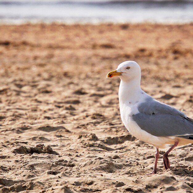 Foto la gaviota en la arena