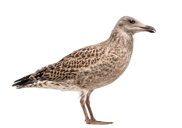 Gaviota argéntea europea, Larus argentatus, 3 meses contra el espacio en blanco