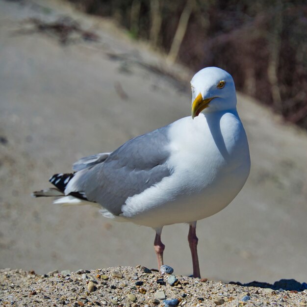 Gaviota argéntea europea única en la isla Heligoland Dune North Beach Larus argentatus