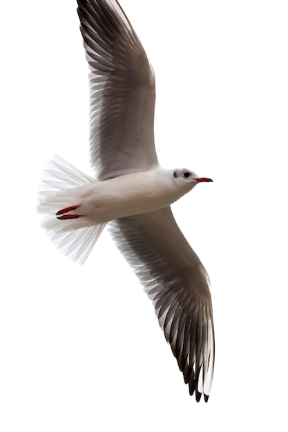 Gaviota argéntea, Larus argentatus, volando contra el fondo blanco.