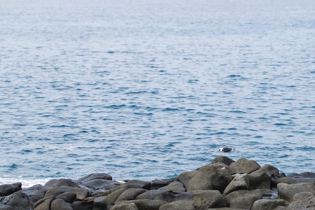 Gaviota argéntea sobre piedras de lastre junto al océano. . canarias, tenerife.