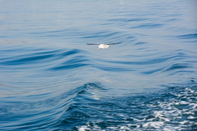 Una gaviota de ave marina vuela bajo sobre las olas azules El fondo está borroso