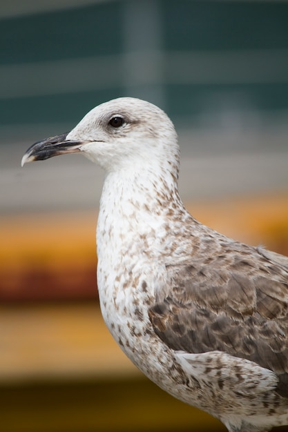 Gaviota de aves en los muelles de la ciudad.