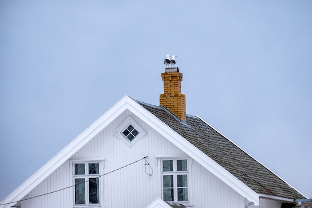 Gaviota aves de pie en la chimenea de ladrillo en la azotea