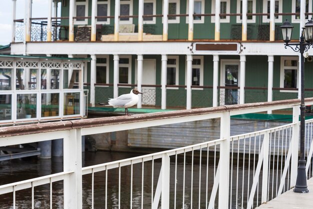 Una gaviota se para en la barandilla cerca del muelle