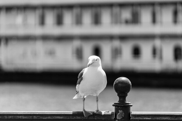 Foto la gaviota en la barandilla