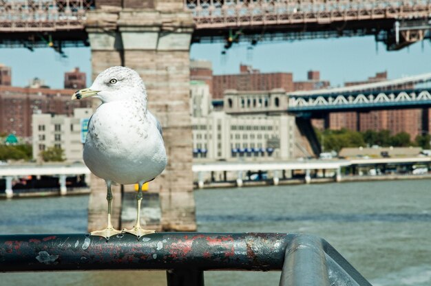 Foto la gaviota en la barandilla