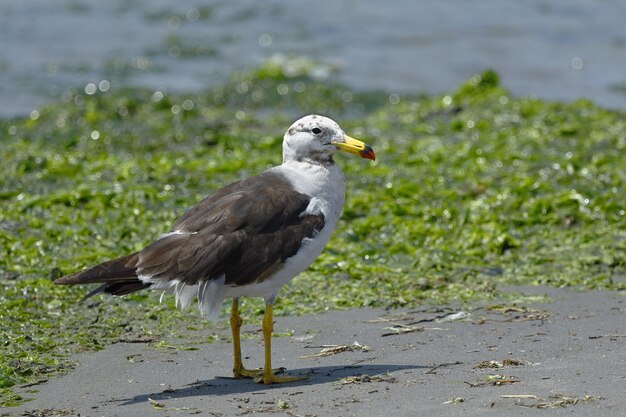 Gaviota Belchers