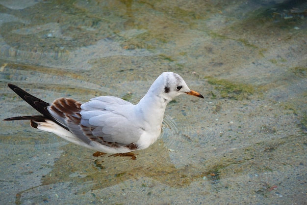 Gaviota blanca en el agua