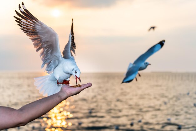 Gaviota blanca con bocas y pies rojos comiendo comida en las manos de la gente