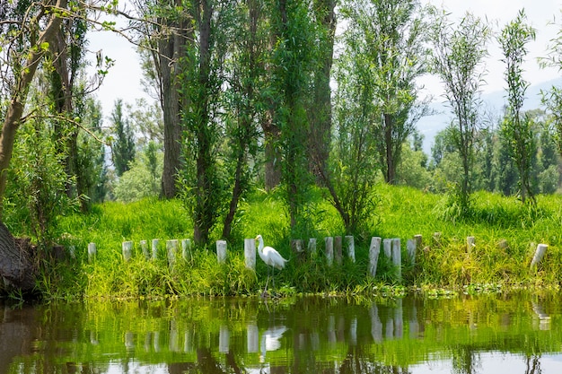 gaviota blanca en los canales de xochimilco