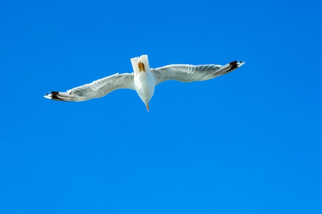 Gaviota blanca flotando en el cielo. Vuelo de pájaro. Gaviota sobre fondo de cielo azul