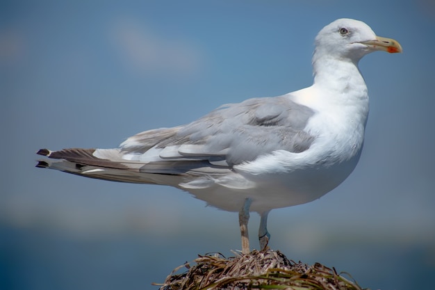 Gaviota blanca grande sobre un montón de basura