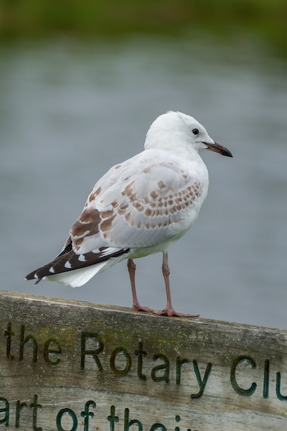 Gaviota blanca con motas se asienta sobre un cartel de madera