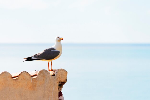 Gaviota blanca sentada en un techo con un fondo de cielo azul.