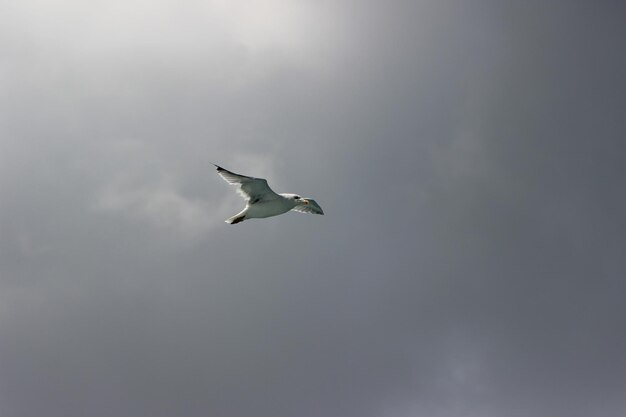 una gaviota blanca volando en el aire