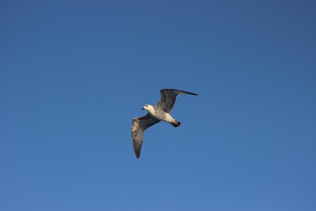 una gaviota blanca volando en el aire